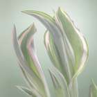 USA, Washington State, Seabeck. Tulip leaves in early spring. Art Print